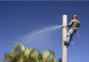 best palm tree removal near me