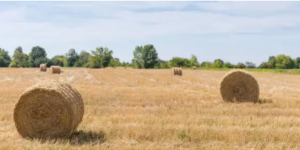 colored baler twine	
