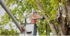professional tree servies