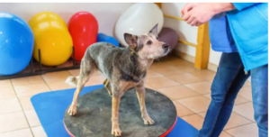 affordable dog physical therapist near me