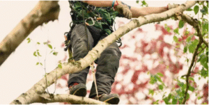 arborist